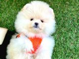 Safkan Pomeranian Boo Yavrular