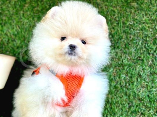 Safkan Pomeranian Boo Yavrular görsel