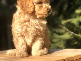 Orjinal Fawn Toy Poodle