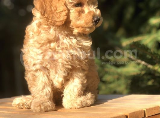 Orjinal Fawn Toy Poodle görsel