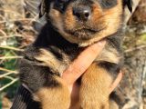 Rottwei̇ler Yavrular