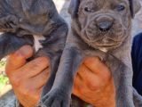 Cane Corsa Yavrular