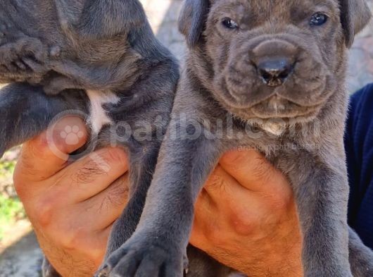 Cane Corsa Yavrular görsel