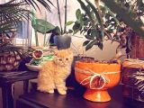 Golden Ticket Britishshorthair