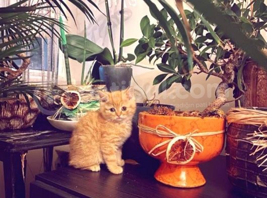 Golden Ticket Britishshorthair görsel