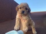 Sağlık Ve Irk Garantili Poodle Bebekler