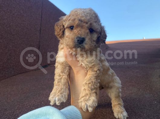 Sağlık Ve Irk Garantili Poodle Bebekler görsel