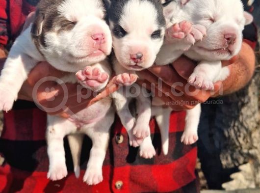 Husky Yavrular görsel