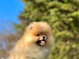 Secereli Irk Ve Sağlık Garantili Pomeranian Yavrularımız
