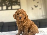 Safkan Red Brown Toy Poodle Bebekler