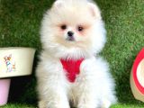 Safkan Pomeranian Boo Yavrular