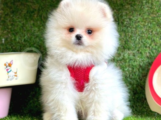 Safkan Pomeranian Boo Yavrular