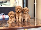 Her Renk Her Boy Toy Poodle Yavrulari