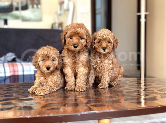Her Renk Her Boy Toy Poodle Yavrulari görsel