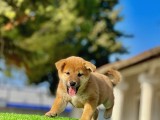 Mükemmel Shiba İnu Bebeklerimiz
