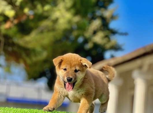 Mükemmel Shiba İnu Bebeklerimiz