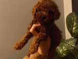 Muhteşem Kalite Poodle Bebeklerimiz