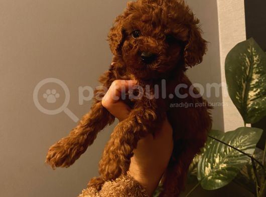 Muhteşem Kalite Poodle Bebeklerimiz görsel