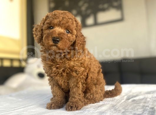 Safkan Red Brown Toy Poodle Bebekler görsel
