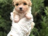Xxsmall Morkie