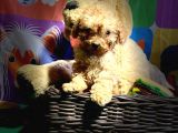 Red Toy Poodle Yavrularimiz