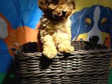 Orji̇nal Red Poodle Yavrumuz