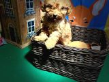 Red Toy Poodle Yavrularimiz
