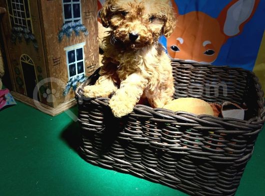 Red Toy Poodle Yavrularimiz görsel