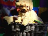 Orji̇nal Red Poodle Yavrumuz