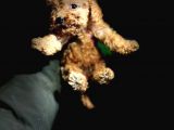Mi̇ni̇ Poodle Yavrularimiz