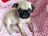 Safkan Pug Mops Bebekler