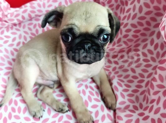 Safkan Pug Mops Bebekler