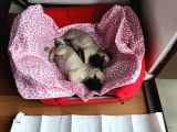 Safkan Pug Mops Bebekler