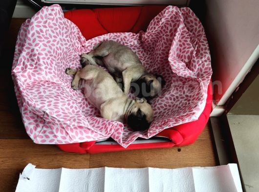 Safkan Pug Mops Bebekler görsel