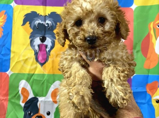 Di̇şi̇ Toy Poodle Yavrumuz