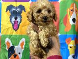 Di̇şi̇ Toy Poodle Yavrumuz