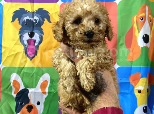Di̇şi̇ Toy Poodle Yavrumuz görsel
