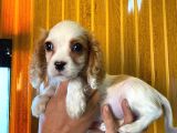 Cavali̇er Ki̇ng Charles Spaniel Bebekler