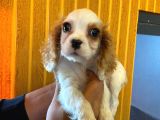 Cavali̇er Ki̇ng Charles Spaniel Bebekler