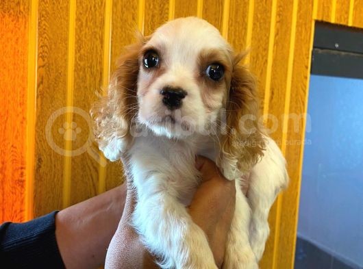Cavali̇er Ki̇ng Charles Spaniel Bebekler görsel
