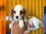 Cavali̇er Ki̇ng Charles Spaniel Bebekler
