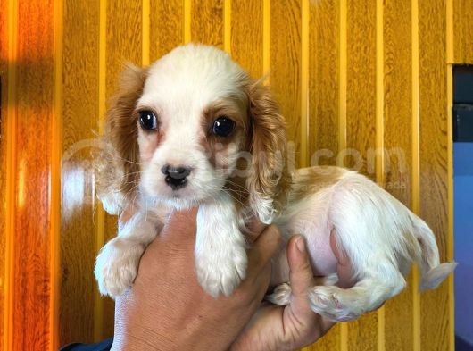 Cavali̇er Ki̇ng Charles Spaniel Bebekler görsel