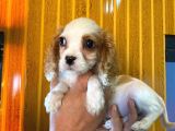 Cavali̇er Ki̇ng Charles Spaniel Bebekler