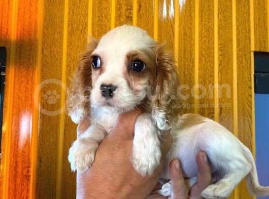 Cavali̇er Ki̇ng Charles Spaniel Bebekler görsel