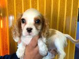 Cavali̇er Ki̇ng Charles Spaniel Bebekler
