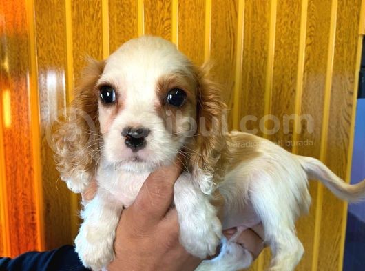 Cavali̇er Ki̇ng Charles Spaniel Bebekler