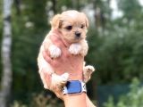 Saf Irk Maltipoo Yavrular