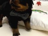 Saf Kan Rottweiler Bebekler