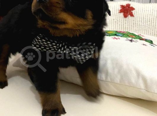 Saf Kan Rottweiler Bebekler görsel