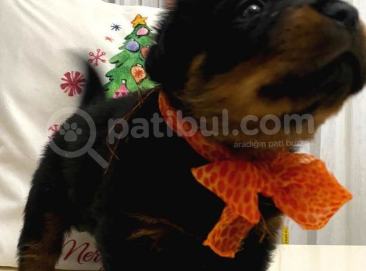 Saf Kan Rottweiler Bebekler görsel